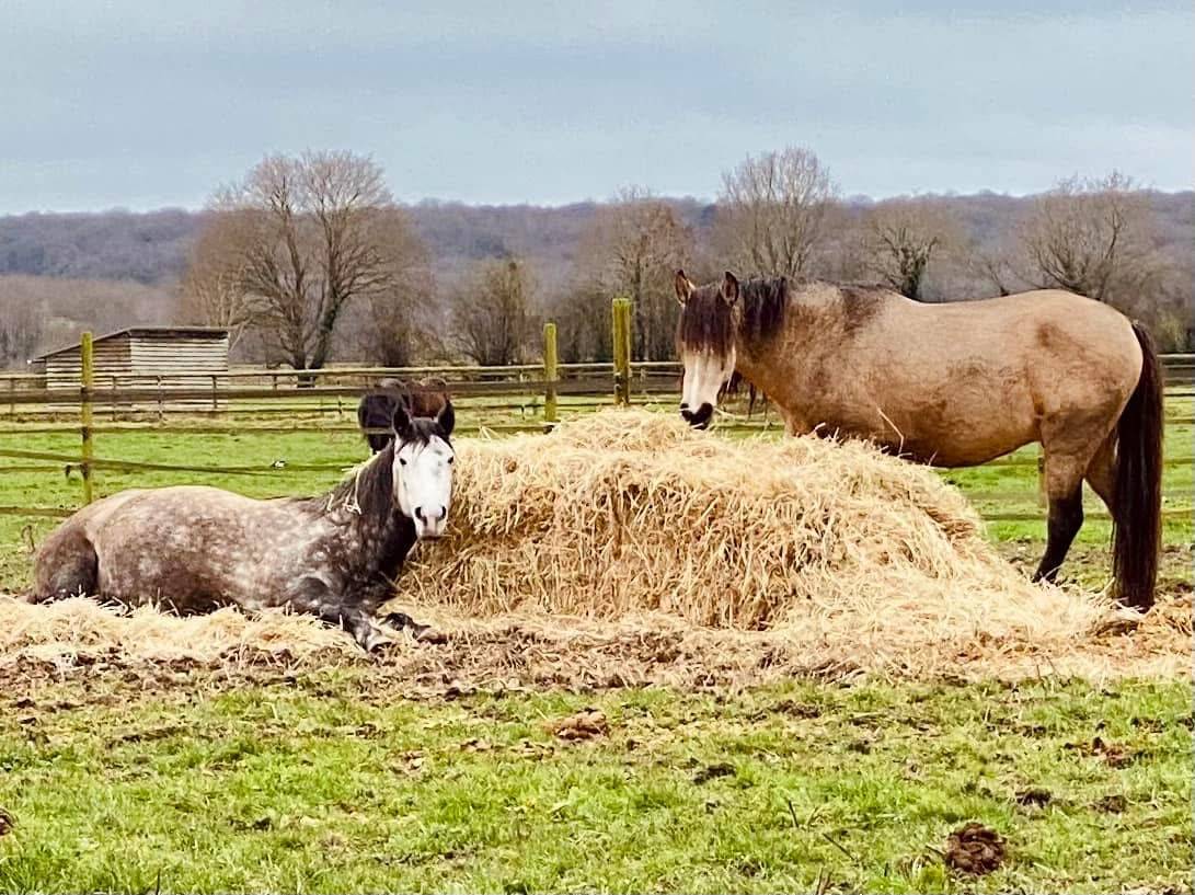 Pension pr&eacute; ou box/paddock
