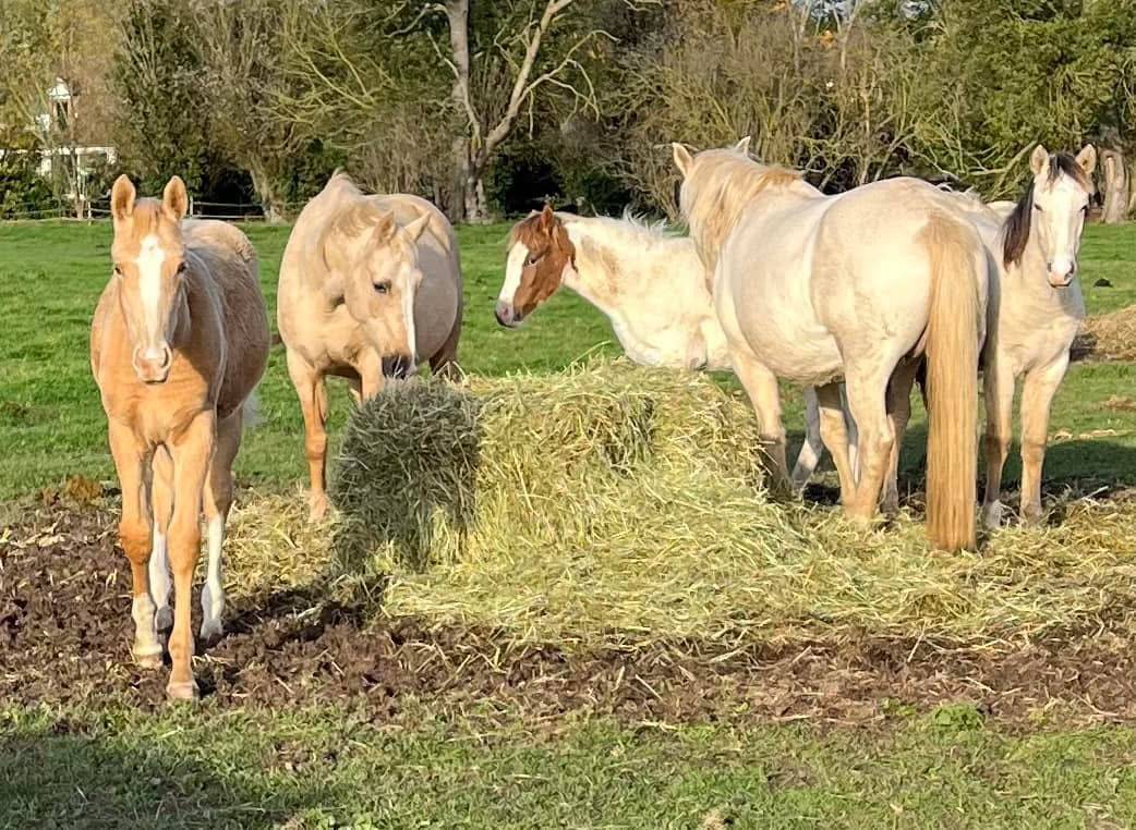 Pension pr&eacute; ou box/paddock