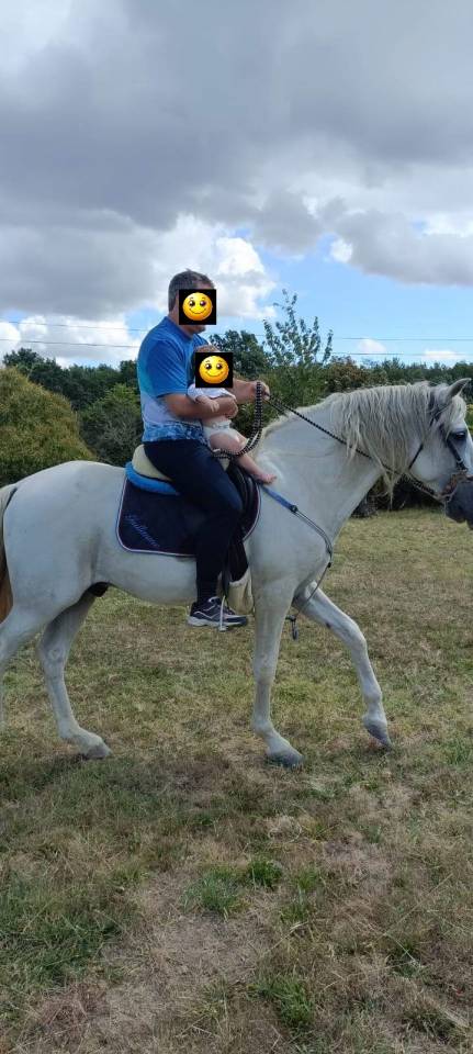 Adorable étalon espagnol de 22 ans à adopter 