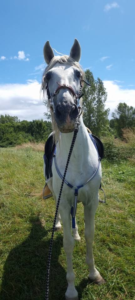 Adorable étalon espagnol de 22 ans à adopter 