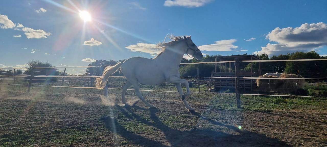 Adorable étalon espagnol de 22 ans à adopter 