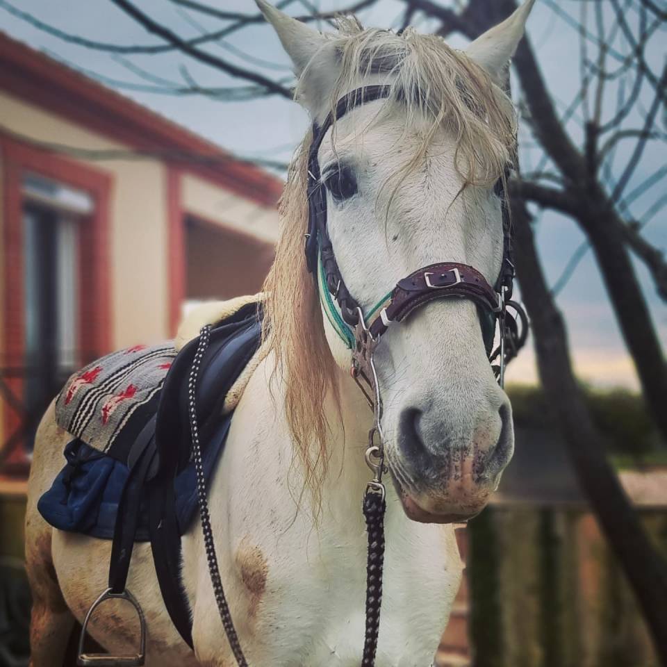 Adorable étalon espagnol de 22 ans à adopter 