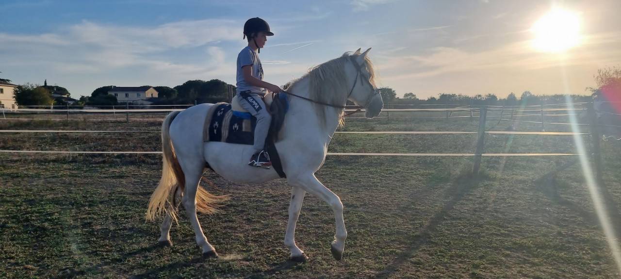 Adorable étalon espagnol de 22 ans à adopter 