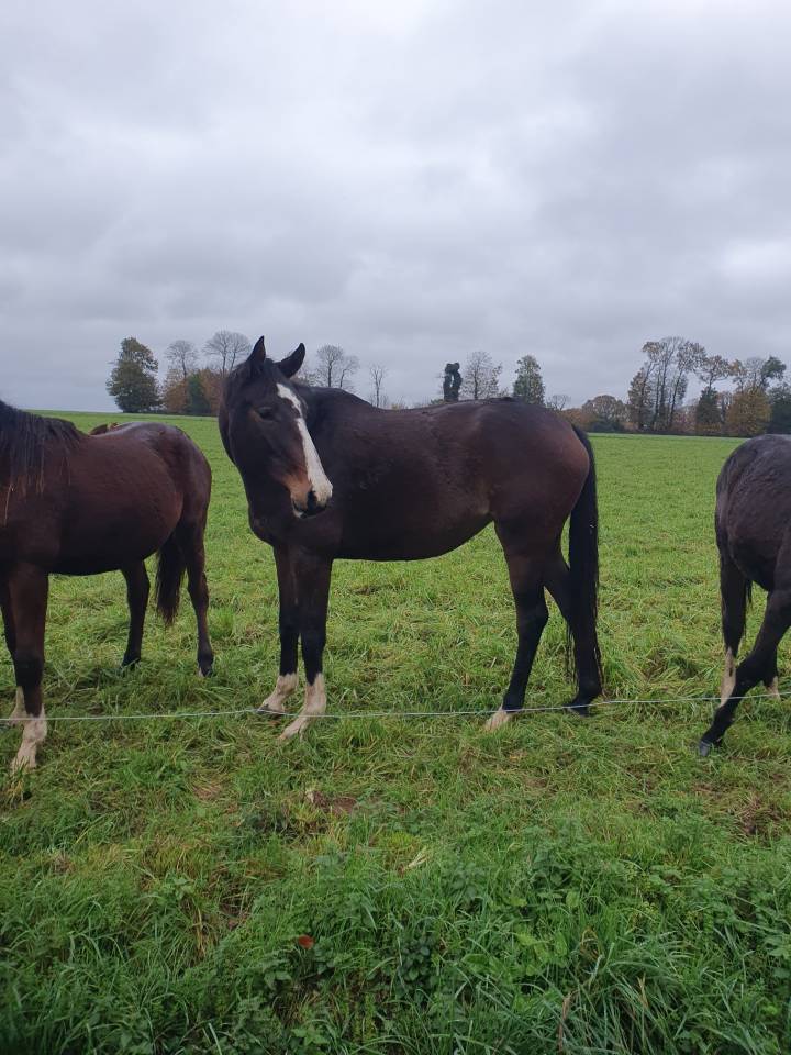 chevaux à vendre cause réduction d’effectifs