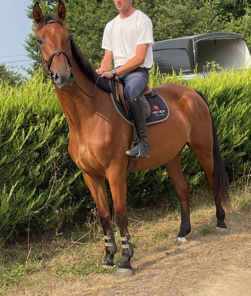 CHEVAL hongre SF de 5 ans pour loisirs uniquement
