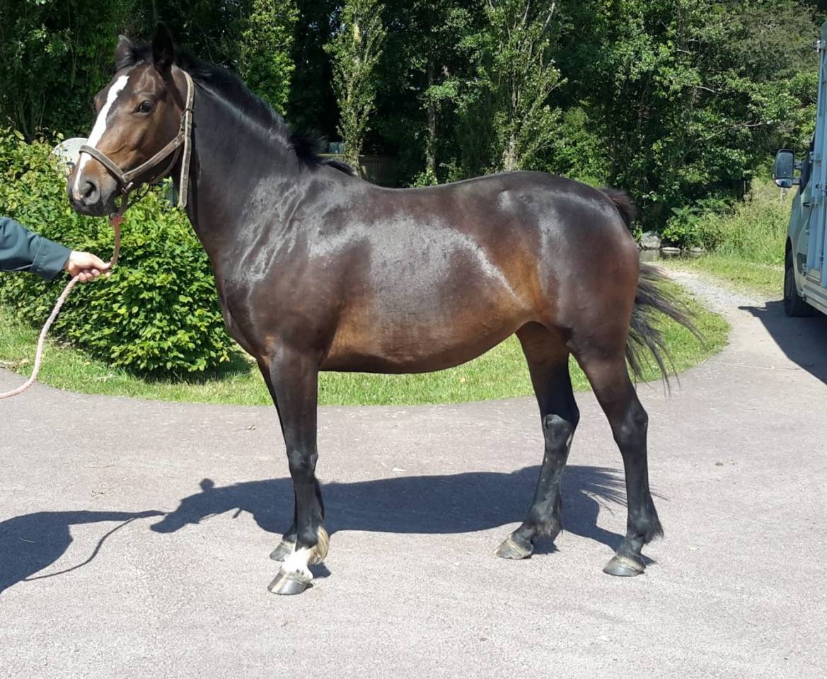 PONETTE D 3 ans