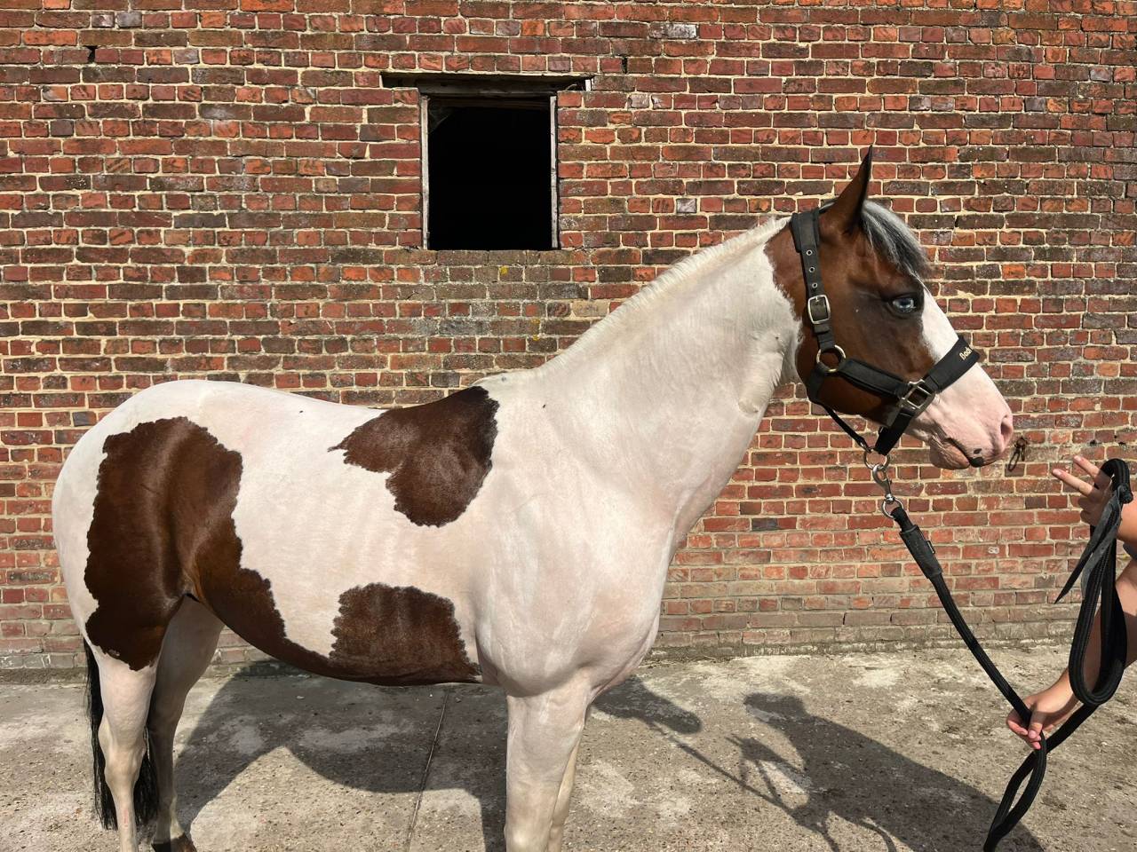 Poney pie 