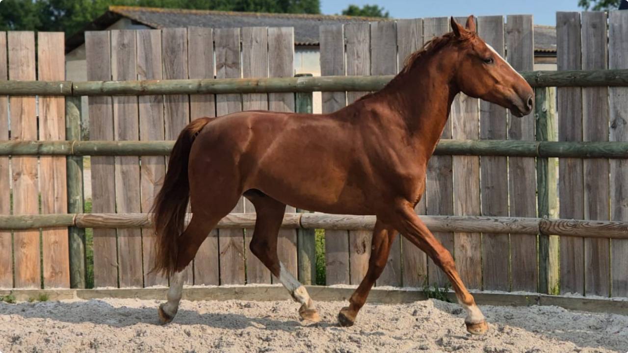 Hongre SF 4 ans CSO/CCE