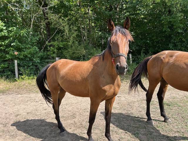 Propose Mattéo d'Aura, hongre trotteur 4a pour loisir 