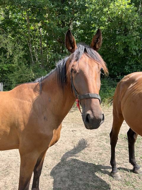 Propose Mattéo d'Aura, hongre trotteur 4a pour loisir 