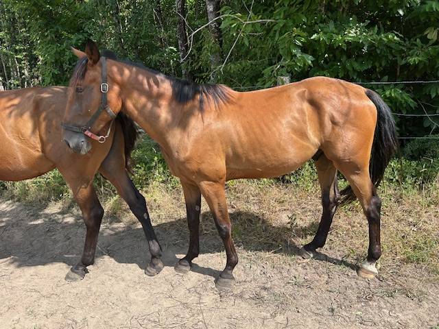 Propose Mattéo d'Aura, hongre trotteur 4a pour loisir 