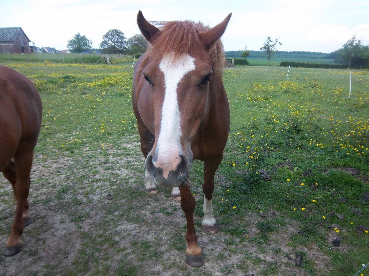 Canelle  double poney