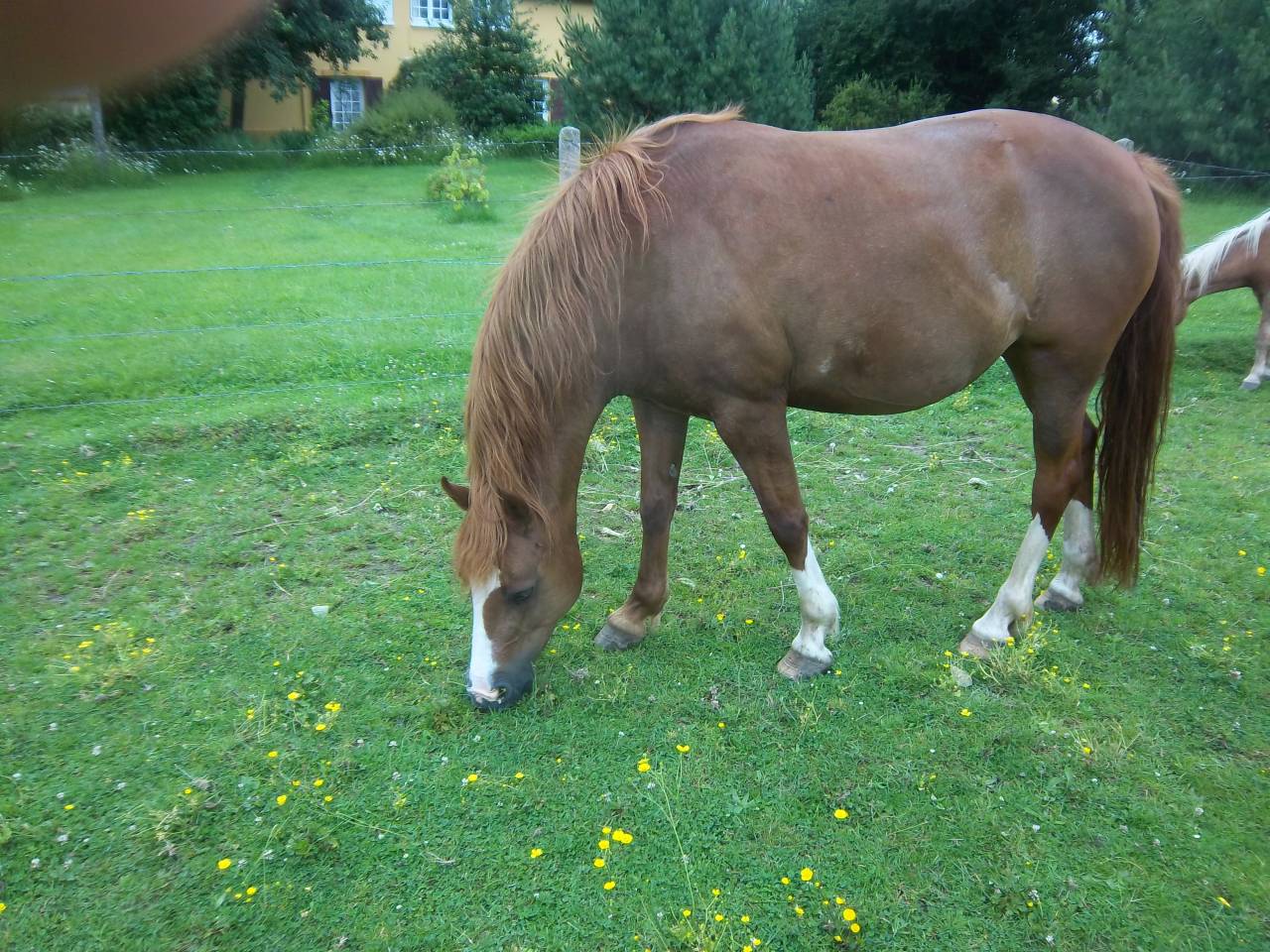 Canelle  double poney