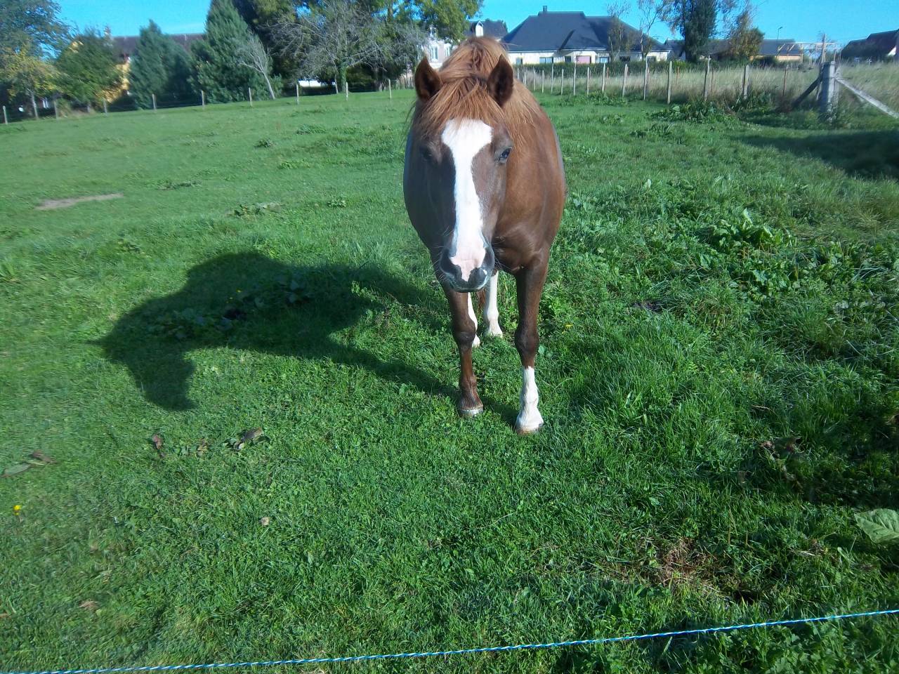 Canelle  double poney