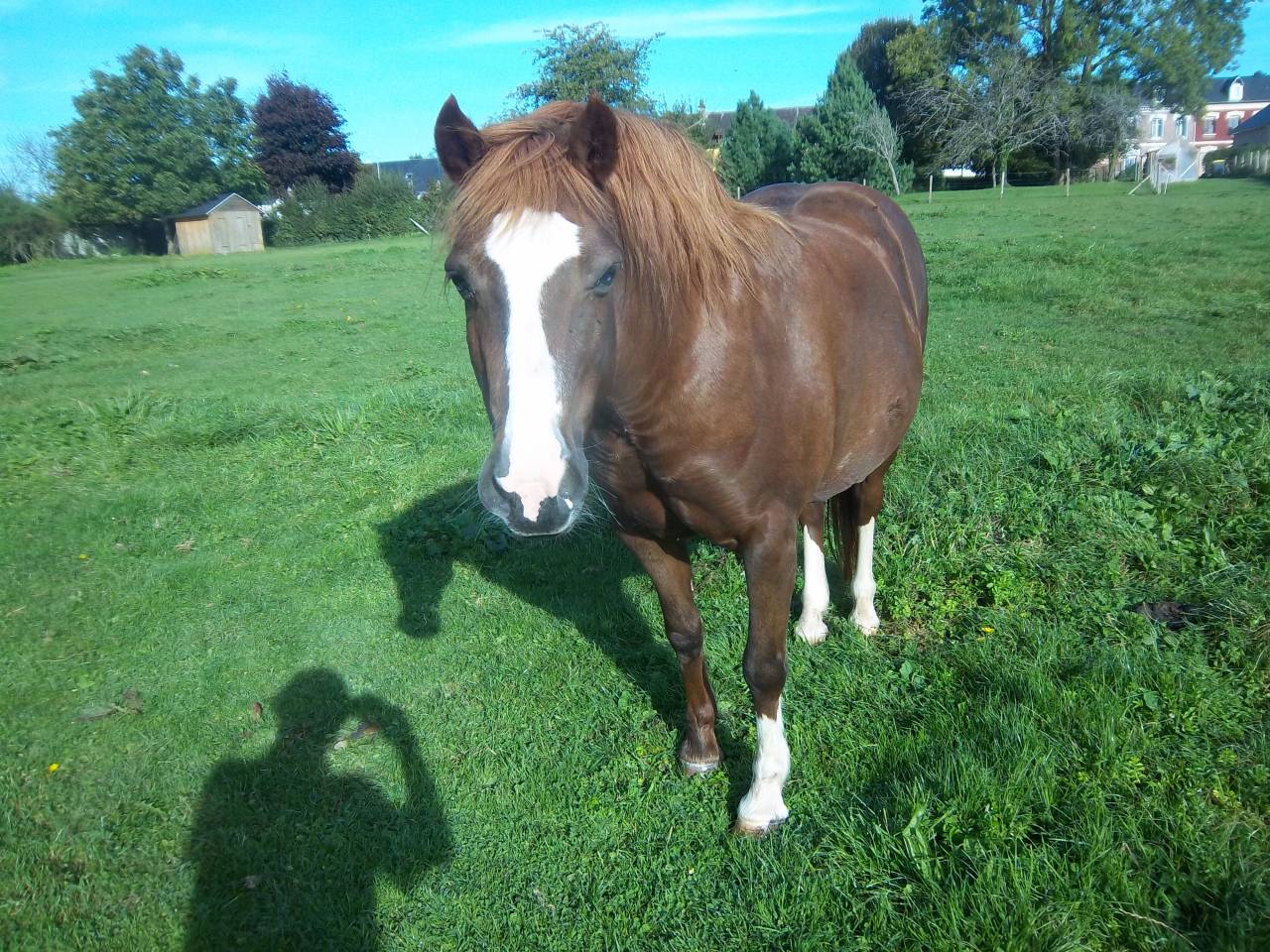 Canelle  double poney