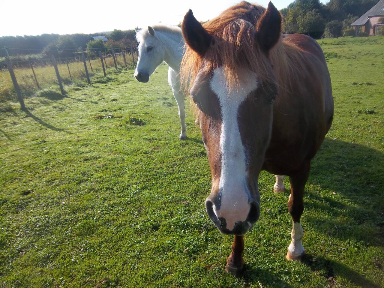 Canelle  double poney