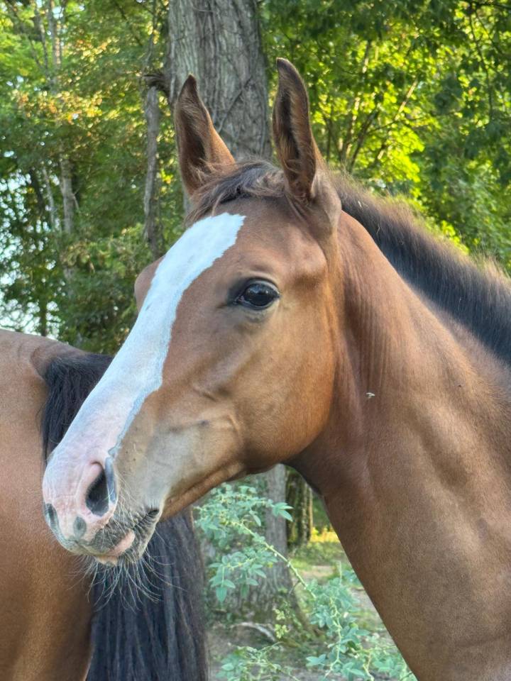 Pharo de la roseraie 