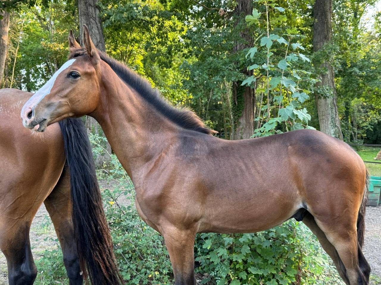 Pharo de la roseraie 