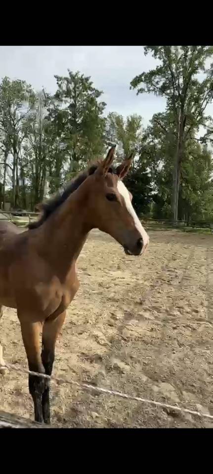 Pharo de la roseraie 