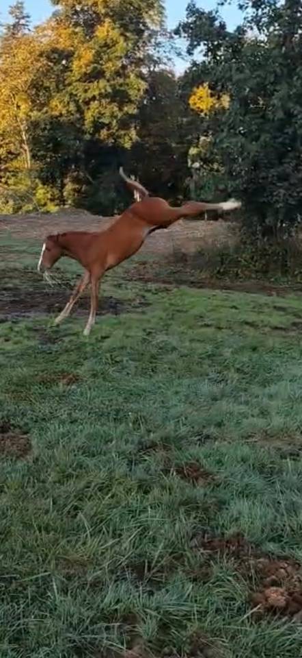 Pépite de la roseraie 