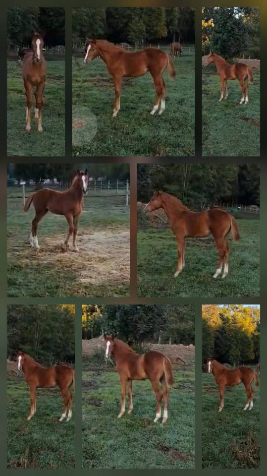 Pépite de la roseraie 