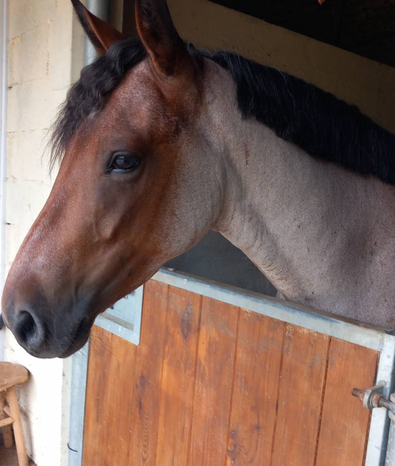 Poney 1m53 pp, 4 ans loisirs compétition.