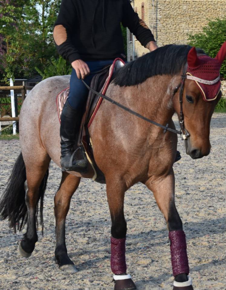 Poney 1m53 pp, 4 ans loisirs compétition.