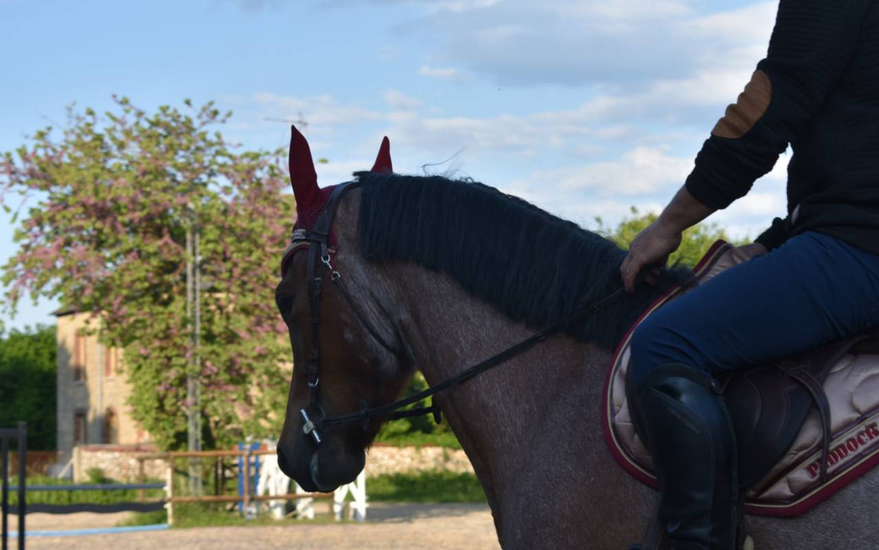 Poney 1m53 pp, 4 ans loisirs compétition.