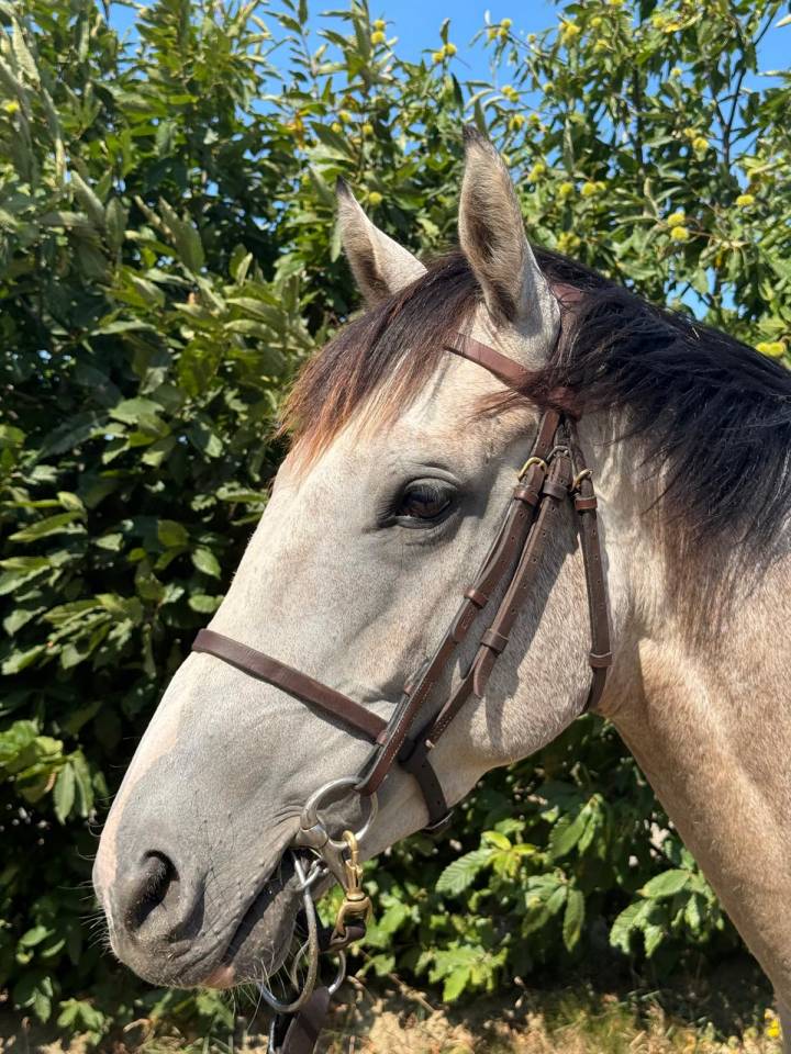 A vendre - AQPS - 4 ans