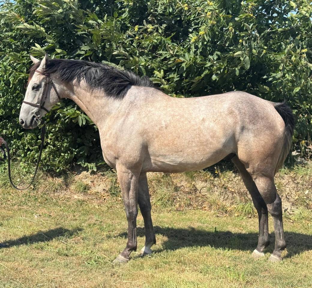 A vendre - AQPS - 4 ans