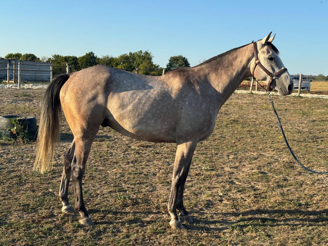 A vendre - AQPS - 4 ans