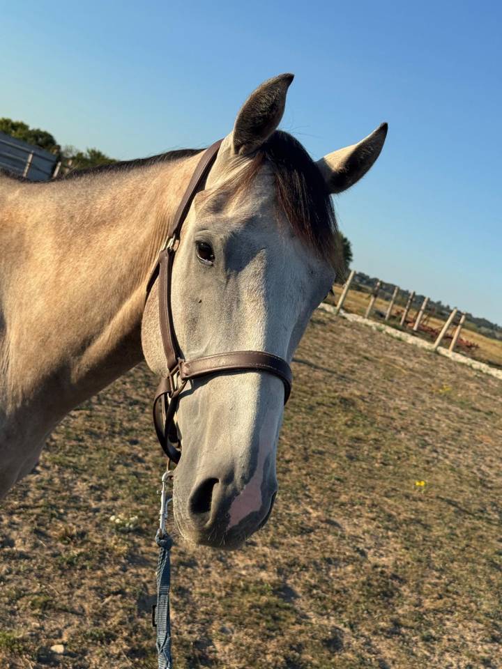 A vendre - AQPS - 4 ans