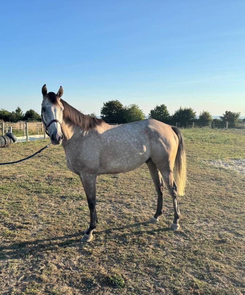 A vendre - AQPS - 4 ans