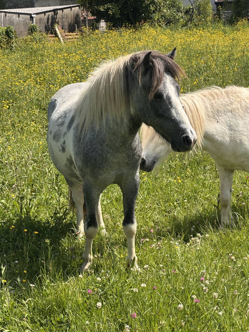 Nutella Étalon poney