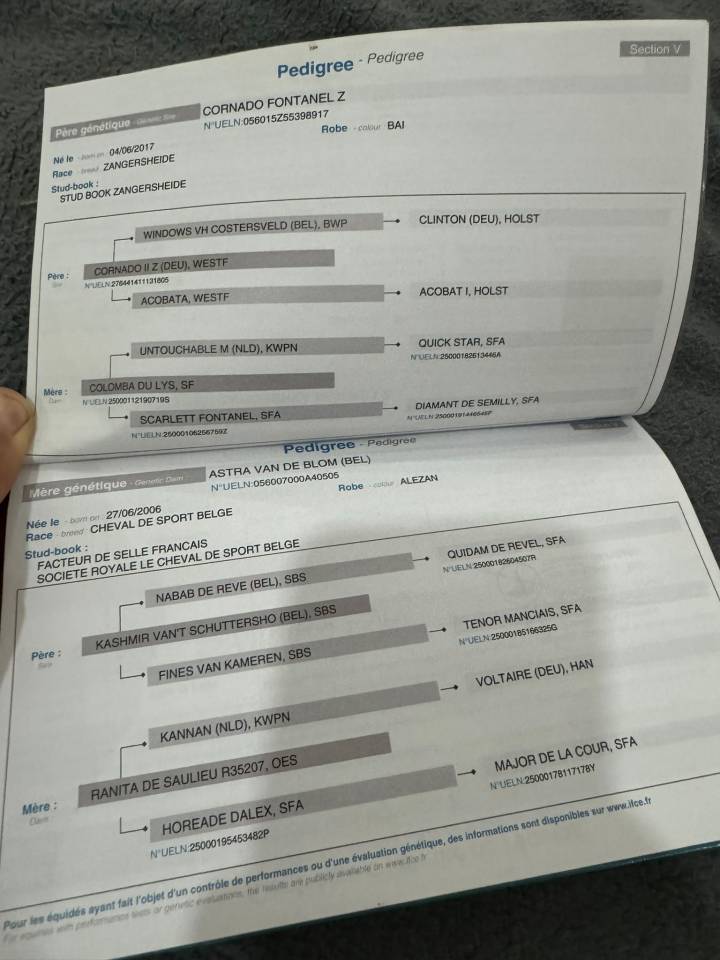 MAGNIFIQUE JUMENT 3 ANS TRES PROMETTEUSE, TOP SOUCHES!