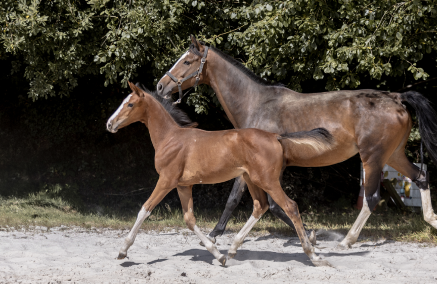 Pouliche 2025 Dressage et CSO 