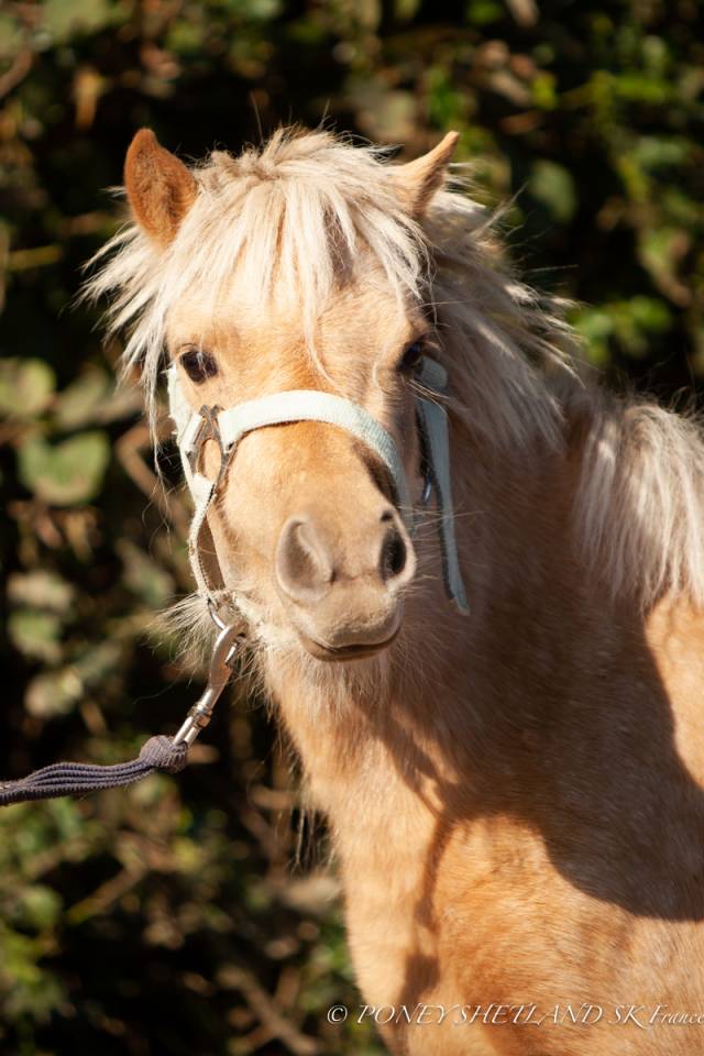 Ponette Shetland Miniature robe Palomino