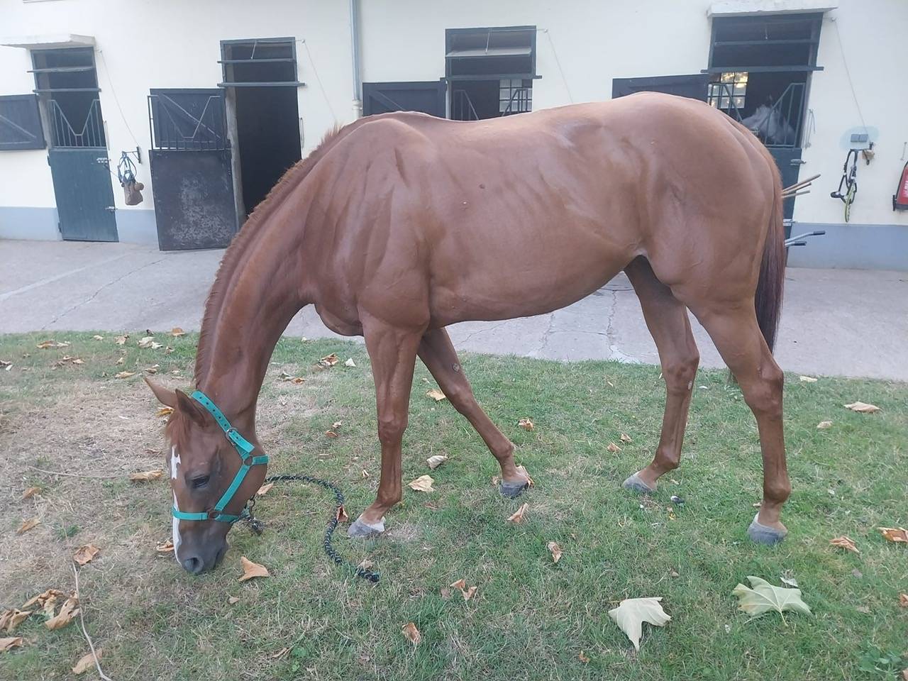 Vends Jument PSA 8 ans pour poulinière