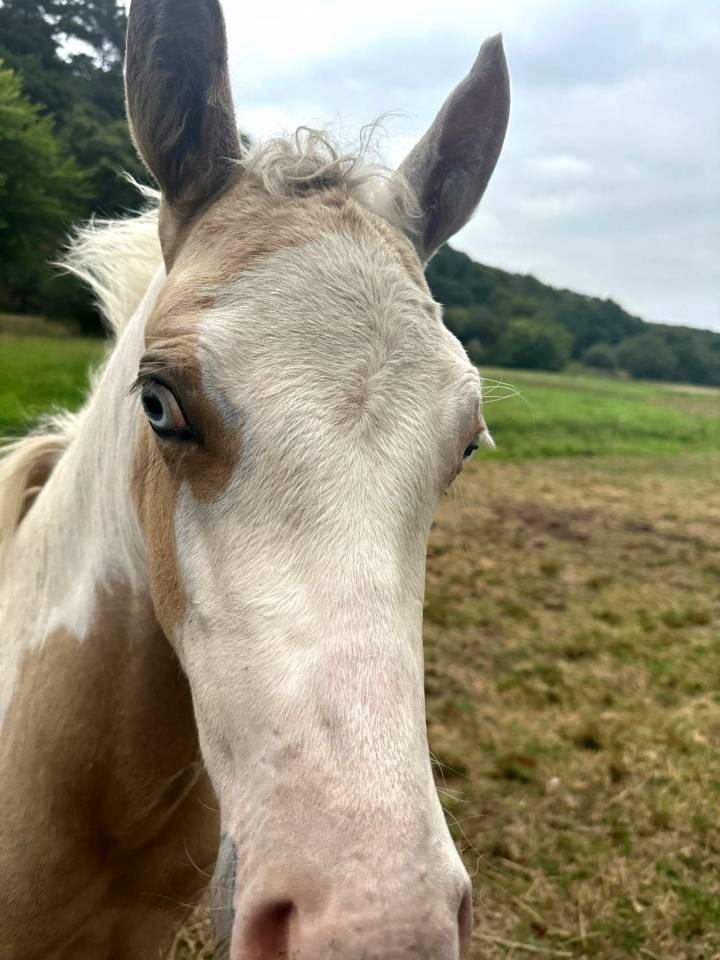 Poulain paint horse x appaloosa 