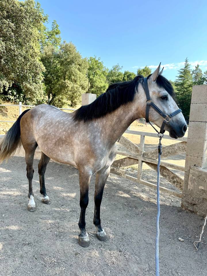 Cheval 