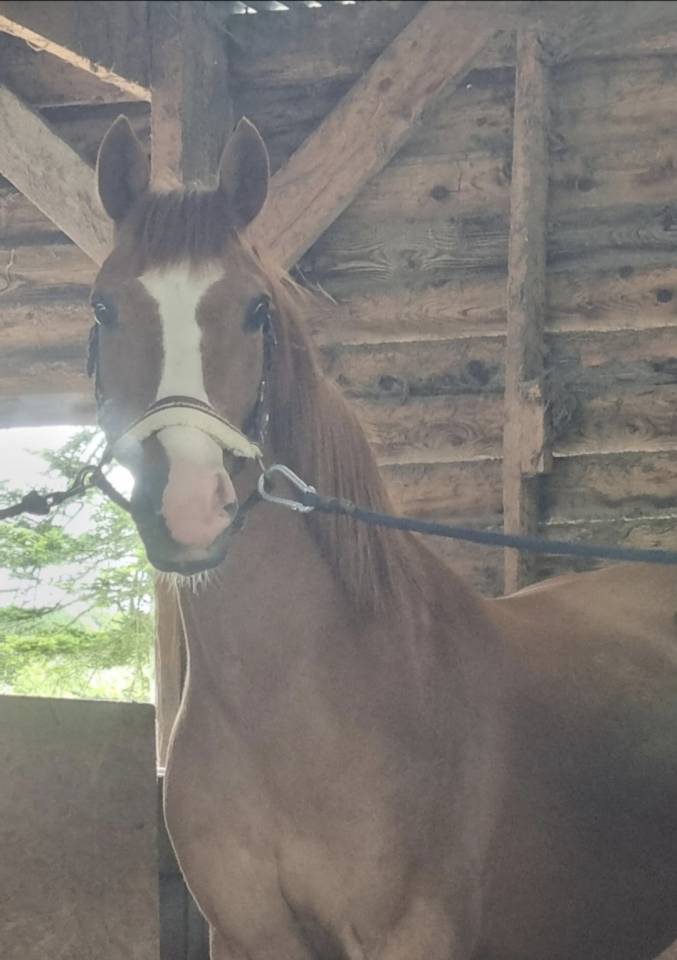 Cheval de loisir 
