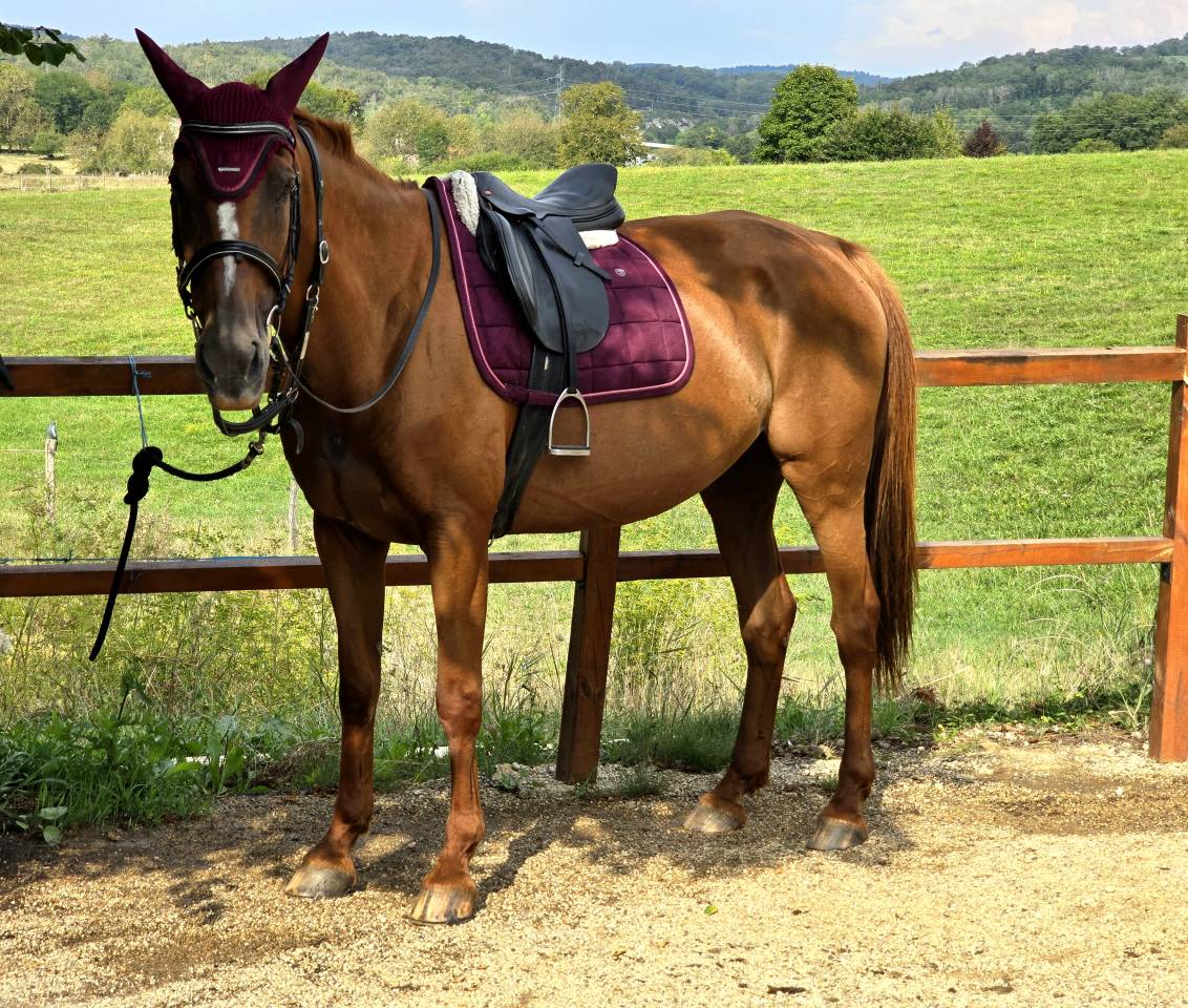Trotteur jument alezan