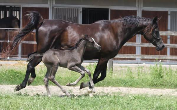 POULICHE PSA NOIRE PP / FABULOUS BLACK PUREBRED FILLY