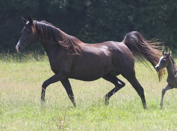 POULICHE PSA NOIRE PP / FABULOUS BLACK PUREBRED FILLY