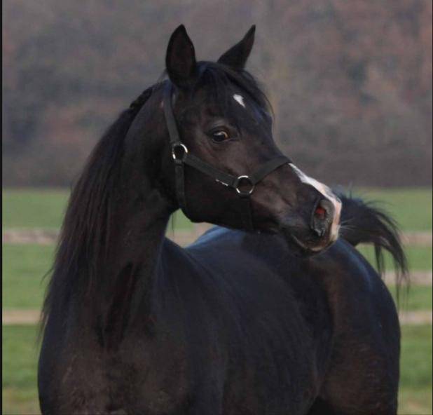 POULICHE PSA NOIRE PP / FABULOUS BLACK PUREBRED FILLY