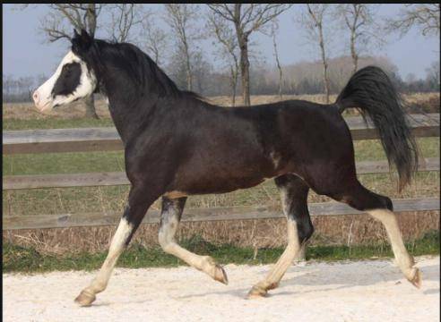 POULICHE PSA NOIRE PP / FABULOUS BLACK PUREBRED FILLY