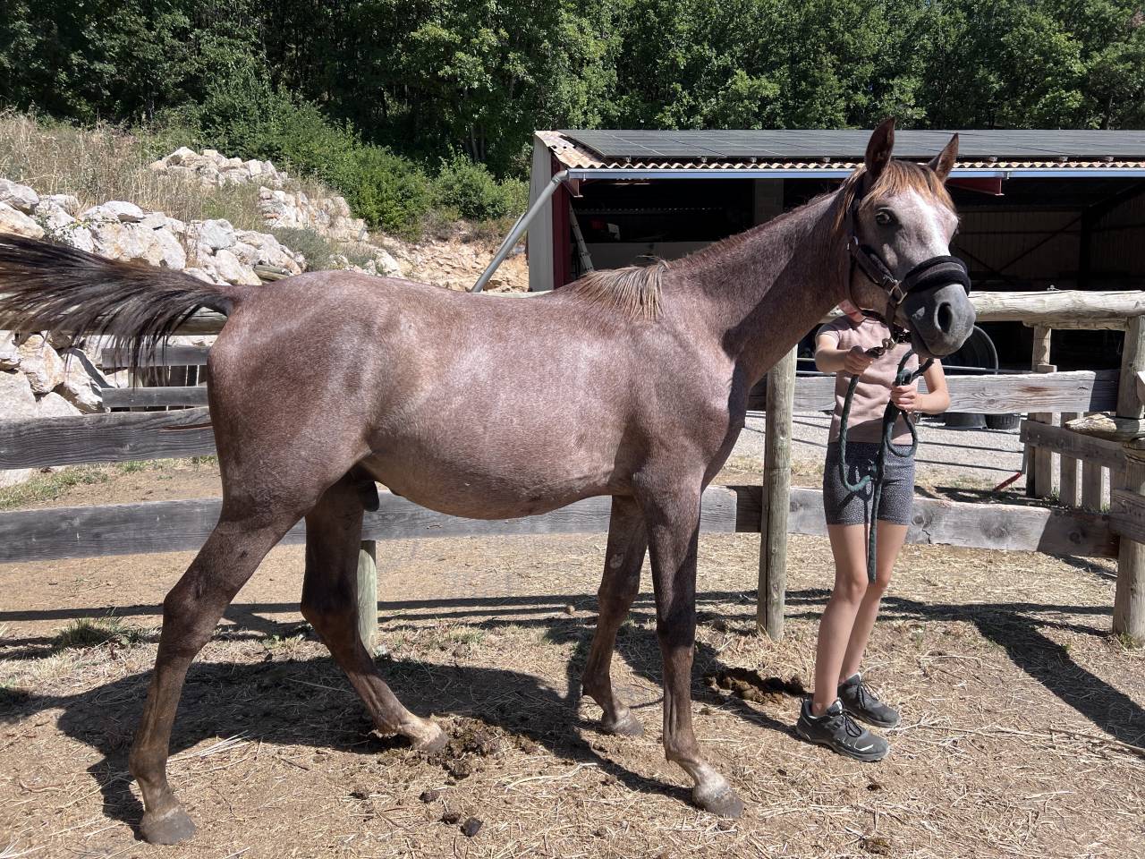 Poulain - 1 an - Entier 
