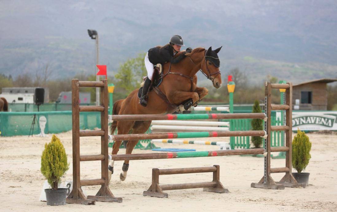 Jument de sport