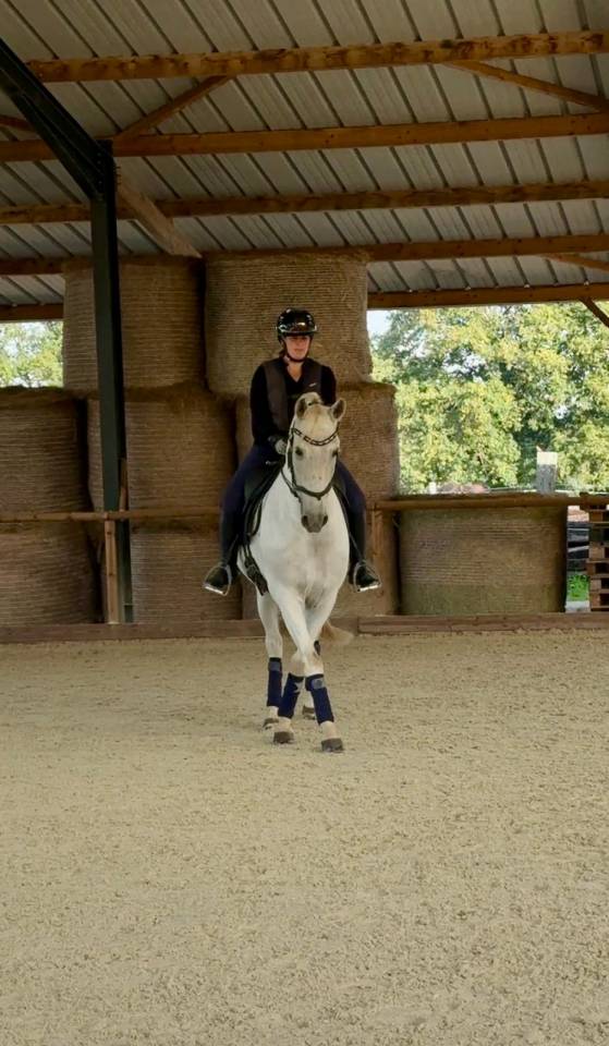 Pension box/paddock/pr&eacute; cheval 