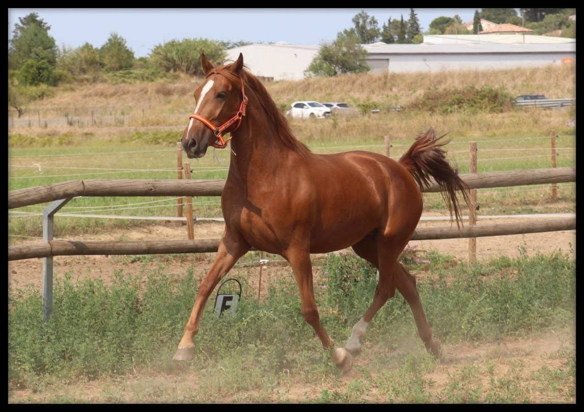 Sibelle ponette 1m47